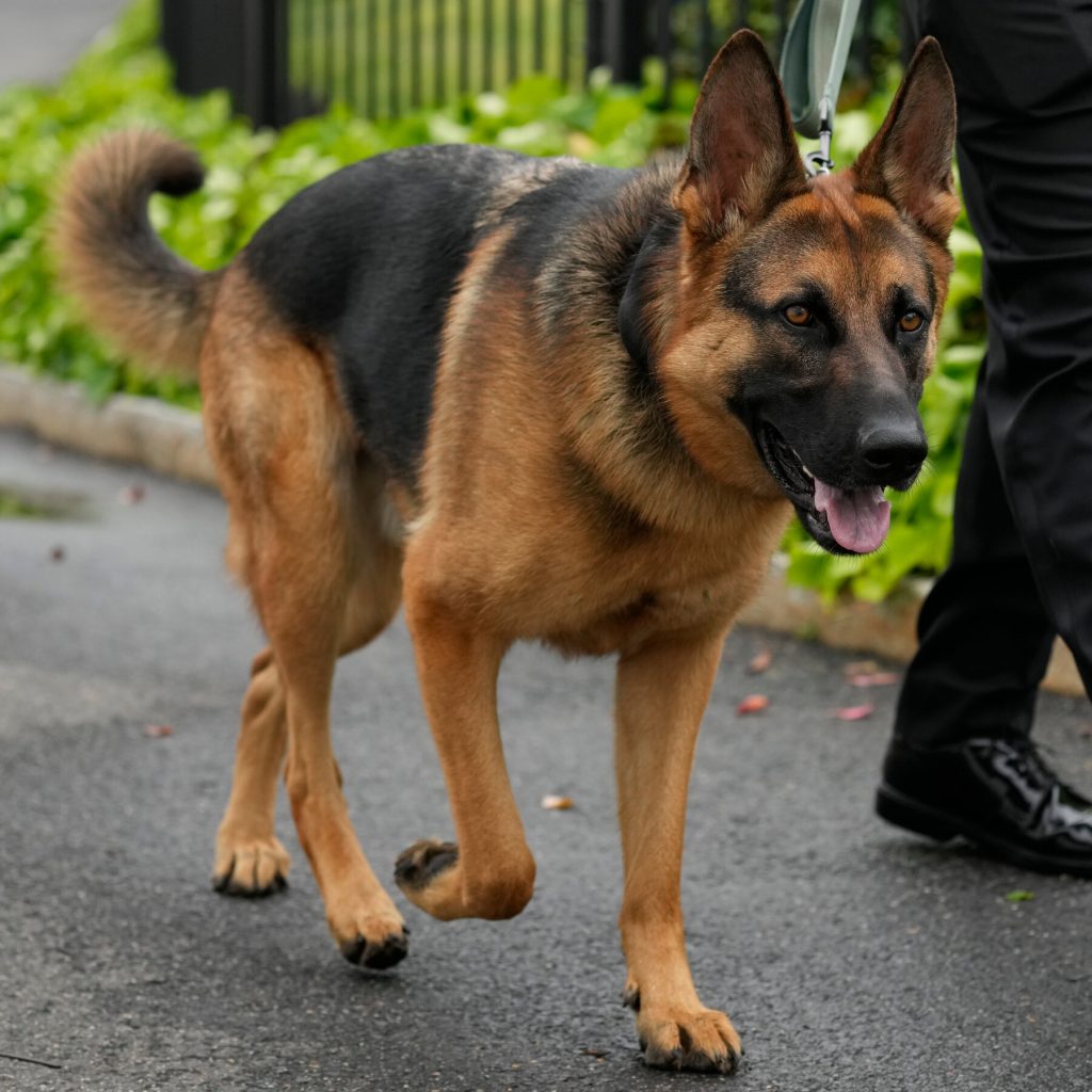 Easy Dog Poop Pickup to Keep Your Yard Looking Great