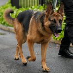 Easy Dog Poop Pickup to Keep Your Yard Looking Great