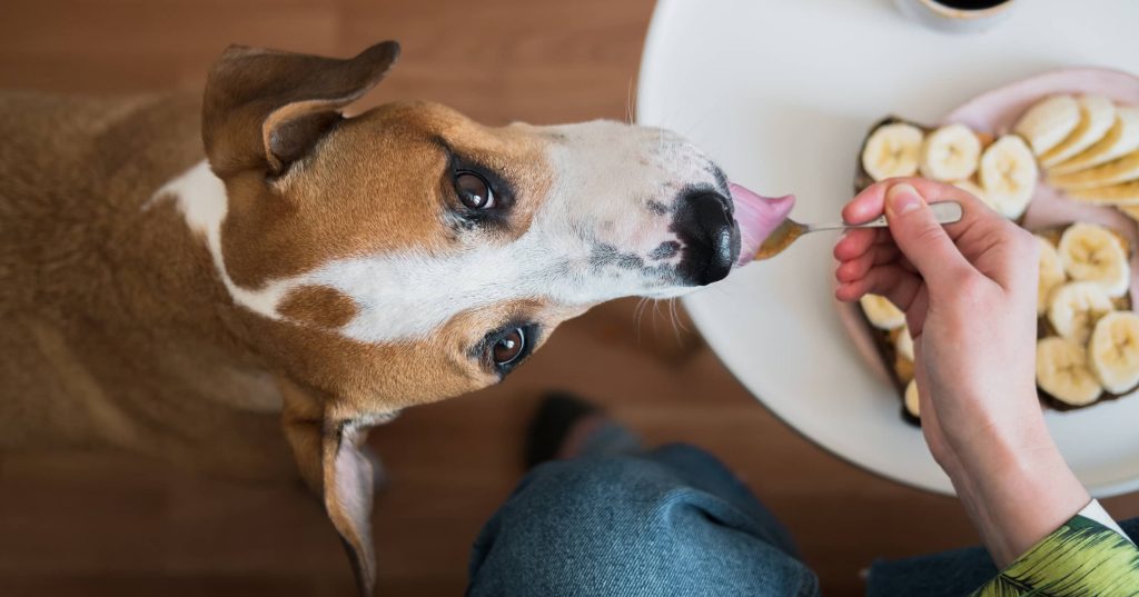 A Pet Parent’s Guide to Badlands Ranch Dog Food