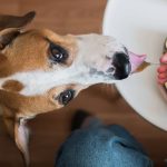 A Pet Parent’s Guide to Badlands Ranch Dog Food