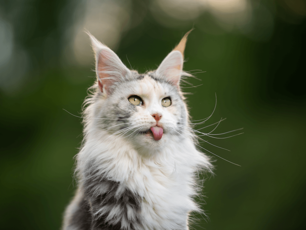 Maine Coon Kittens for Sale Bay Area – Hand-Raised with Exceptional Care