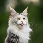 Maine Coon Kittens for Sale Bay Area – Hand-Raised with Exceptional Care