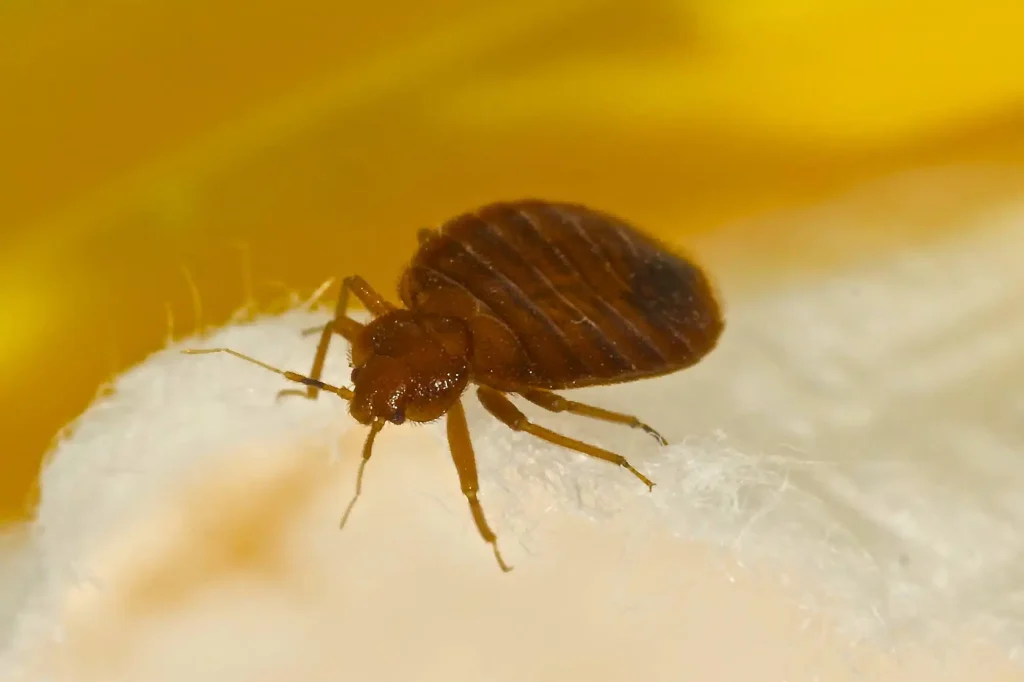 Trusted Bed Bug Treatment With Proven Results