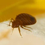 Trusted Bed Bug Treatment With Proven Results