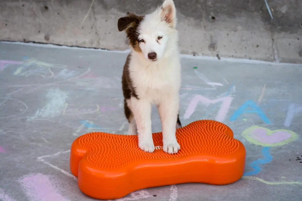 Flirt Poles Chase Pro – Affordable Options for Interactive Dog Training