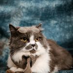 Find Maine Coon Kittens for Sale California – TICA Registered Breeder