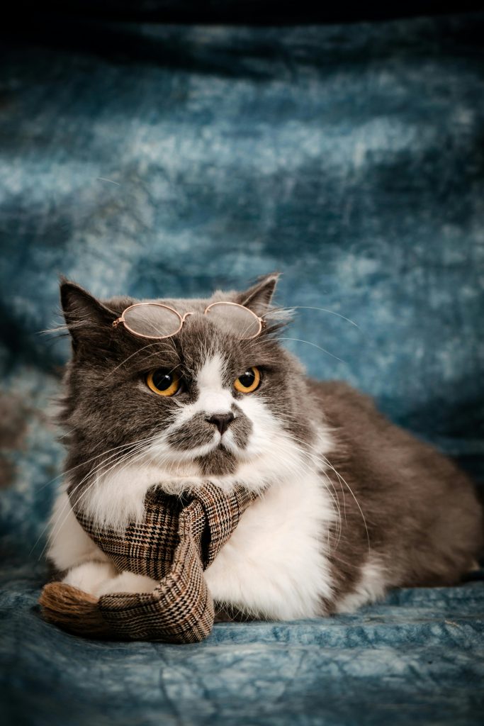 Find Maine Coon Kittens for Sale California – TICA Registered Breeder