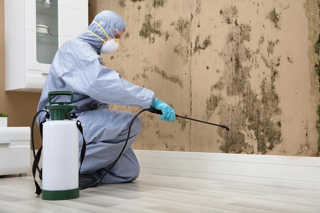 Trusted Mold Removal Dubai Company in UAE