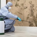 Trusted Mold Removal Dubai Company in UAE